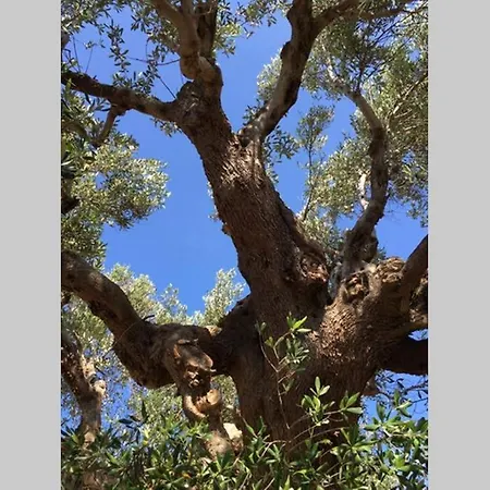 Trullo M سيلفا دو فاسانو